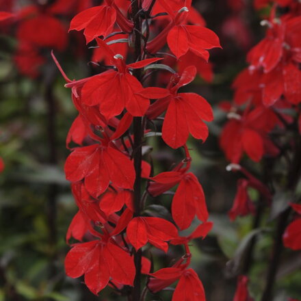 Lobelka nádherná - `Starship Scarlet`
