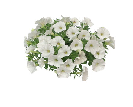 Cali x Pet  specialities The Power Sisters Wonder Wendy 