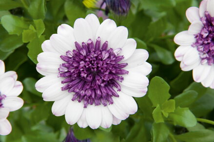 Osteospermum ecklonis - Blueberry Shake