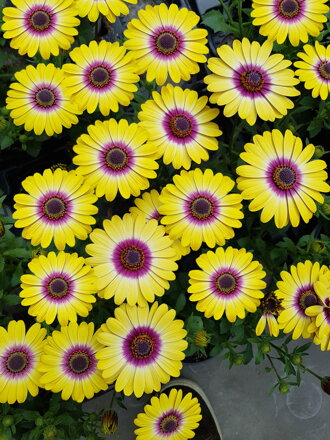 Osteospermum ecklonis - FlowerPower® Tropic Sun 