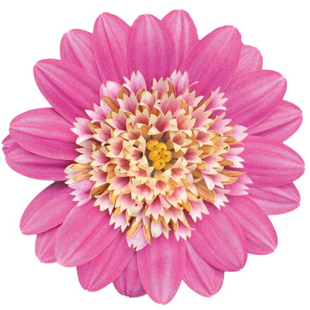 Osteospermum ecklonis - Pink Bicolor
