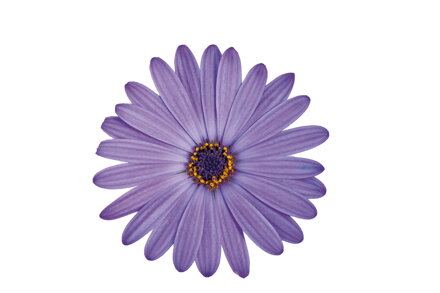 Osteospermum ecklonis - FlowerPower® Blue 