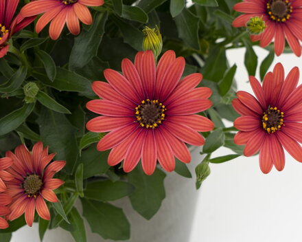 Osteospermum ecklonis - FlowerPower® Red 