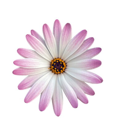 Osteospermum ecklonis - Type Pink + White 