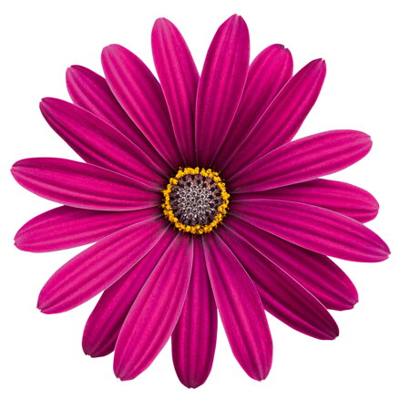 Osteospermum ecklonis - Type Purple 