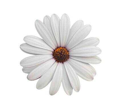 Osteospermum ecklonis - Type White 