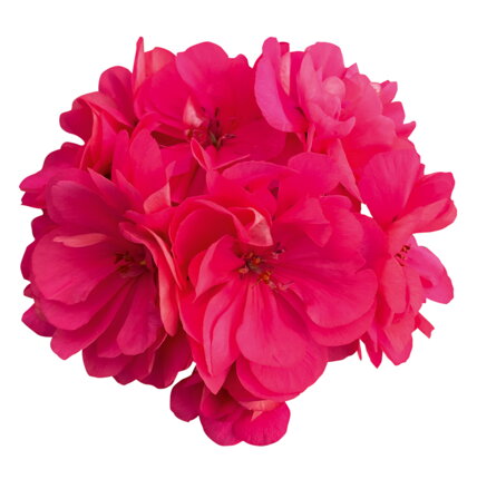 Převislý muškát -  Royal® Super Pink