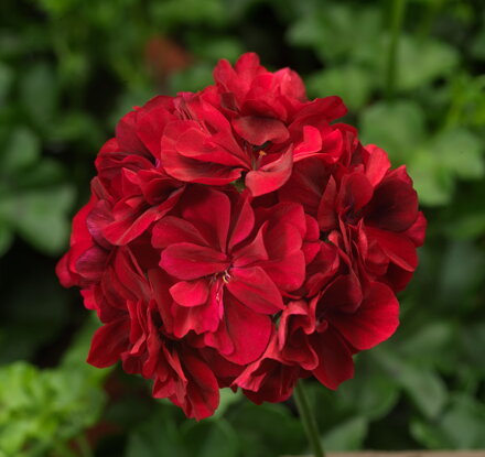 Převislý muškát - Temprano Dark Red