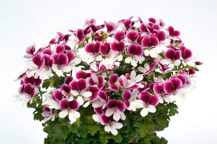 Vonný muškát - Angeleyes® Bicolor Impr 