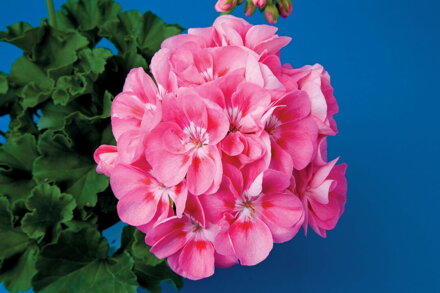 Vzpřímený muškát - Classic Candy Rose with Bloch