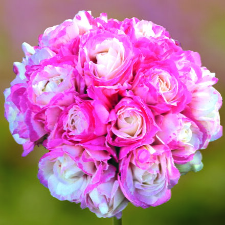 Vzpřímený muškát - Grandeur® Deco Appleblossom 