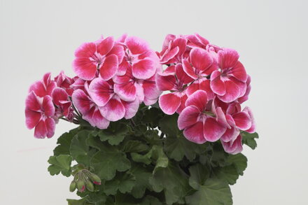 Muškát interspecifický - ®Ylenia 