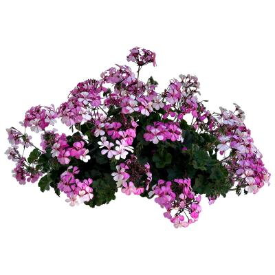 Muškát interspecifický - Calliope® Landscape Rock'n 'Rose