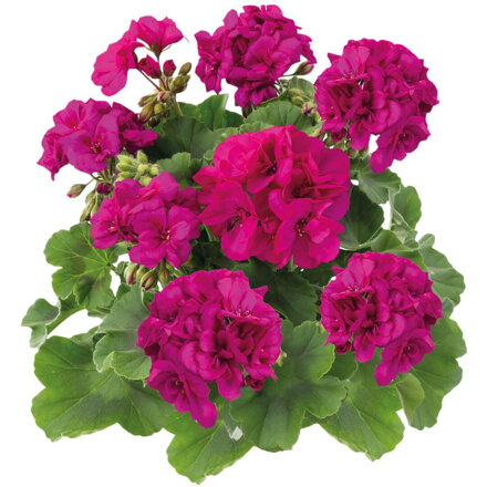 Muškát interspecifický - Calliope® M Violet