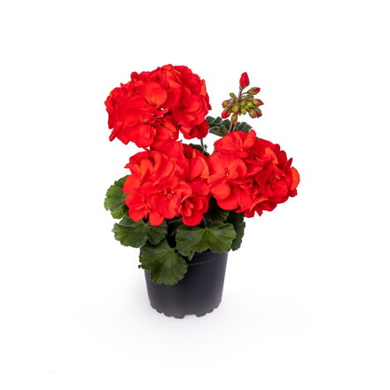 Vzpřímený muškát - Tango Dark Red