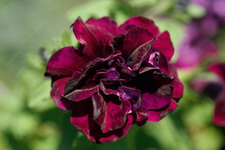 Petunia cultivars sel® - SweetSunshine® Burgundy