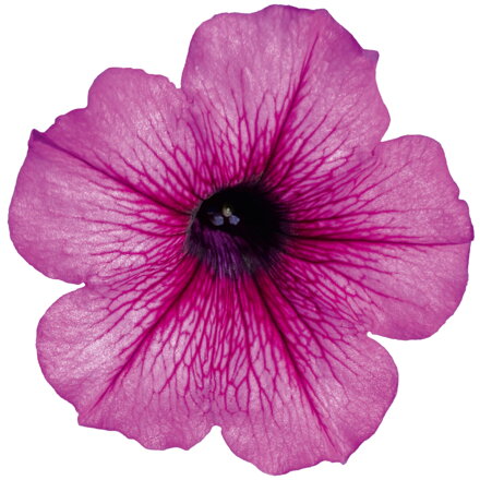 Petunia cultivars sel® AlpeTunia® - Blueberry '25