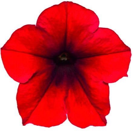Petunia cultivars sel® AlpeTunia® - Red Velvet 