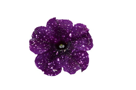 Petunia cultivars - Bonnie Mystery Sky 