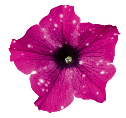 Petunia cultivars sel® - Circus Sky®