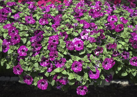 Petunia cultivars sel® - Electric Purple Sky®
