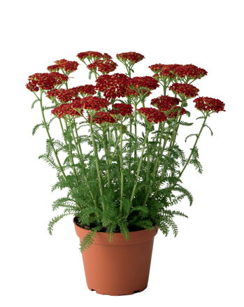 Řebříček obecný `Desert Eve Red`