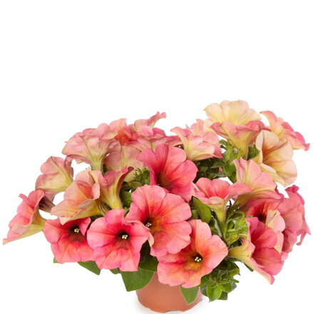 Petunia hybrida - Sanguna® Mango Punch