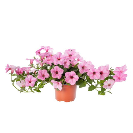 Petunia hybrida - Garden Supreme Sweet Pink