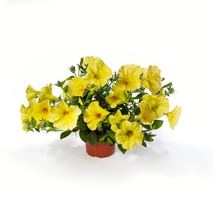 Petunia hybrida - Sanguna® Banana Candy