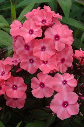 Plamenka latnatá `LTD Sweet Summer Compact Orange Rose With Eye`