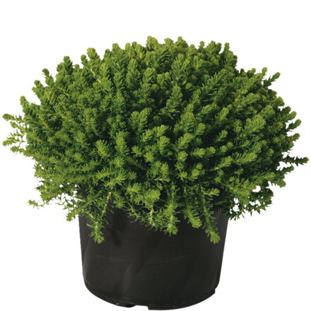 Rozchodník šestihranný