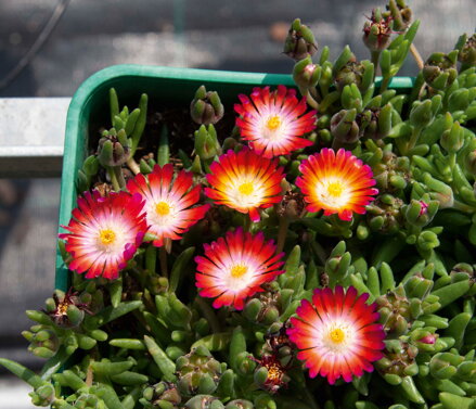 Delosperma cultivars sel® - Lido Magenta Orange White
