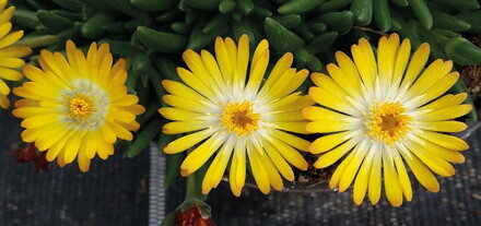 Delosperma cultivars sel® - Lido Yellow with Eye