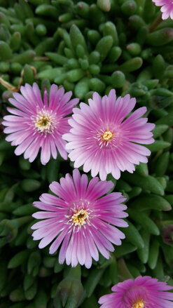 Delosperma cultivars sel® - Lido Pink