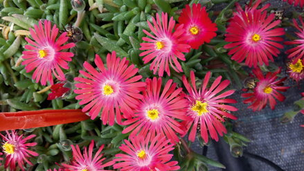 Delosperma cultivars sel® - Lido Magenta