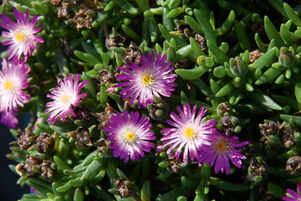 Delosperma cultivars sel® Lido Magenta White Eye