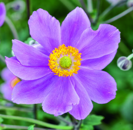Anemone hupehensis - Serenade