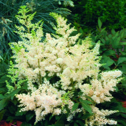 Čechrava Arendsova - Astary® White