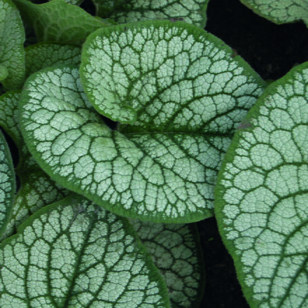 Brunnera macrophylla - Sea Heart 