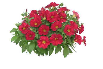 Cali x Pet  specialities The Power Sisters Red Runa