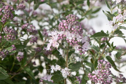 Caryopteris x clandonensis - Camara® Pink Impr.