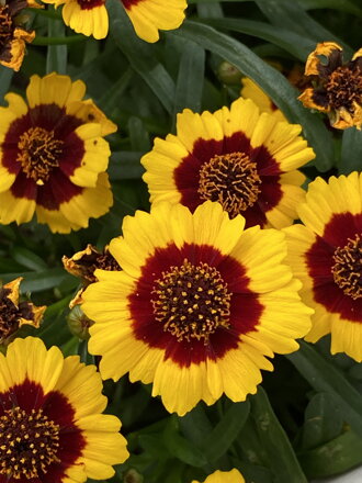 Krásnoočko přeslenité - Corleone Early Red & Gold