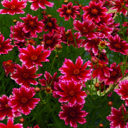 Krásnoočko přeslenité - Sunstar Rose 