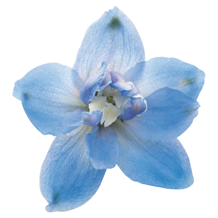 Ostrožka vyvýšená - Magic Fountains Sky Blue / White Bee 