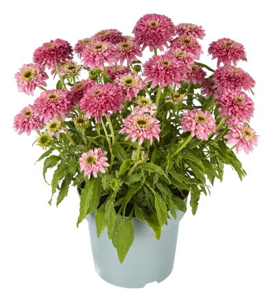 Třapatka nachová - Papallo® Globe Rose