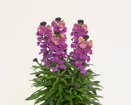 Trýzel - Leya Purple Glow 