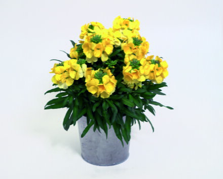 Trýzel - Leya Bright Yellow 