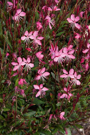 Svíčkovec - Belleza® Pink 