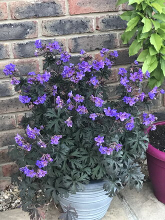 Kakost - Storm Cloud 