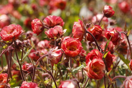 Kuklík - Tempo Coral